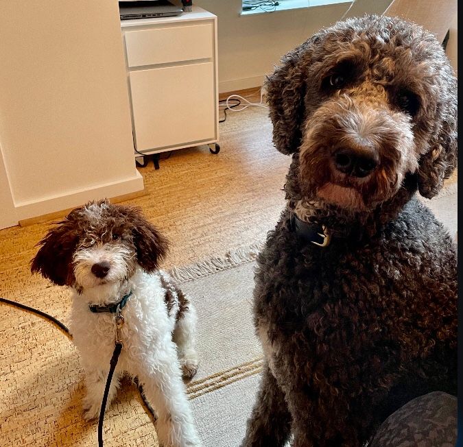 Puppy Obi and big brother Moey