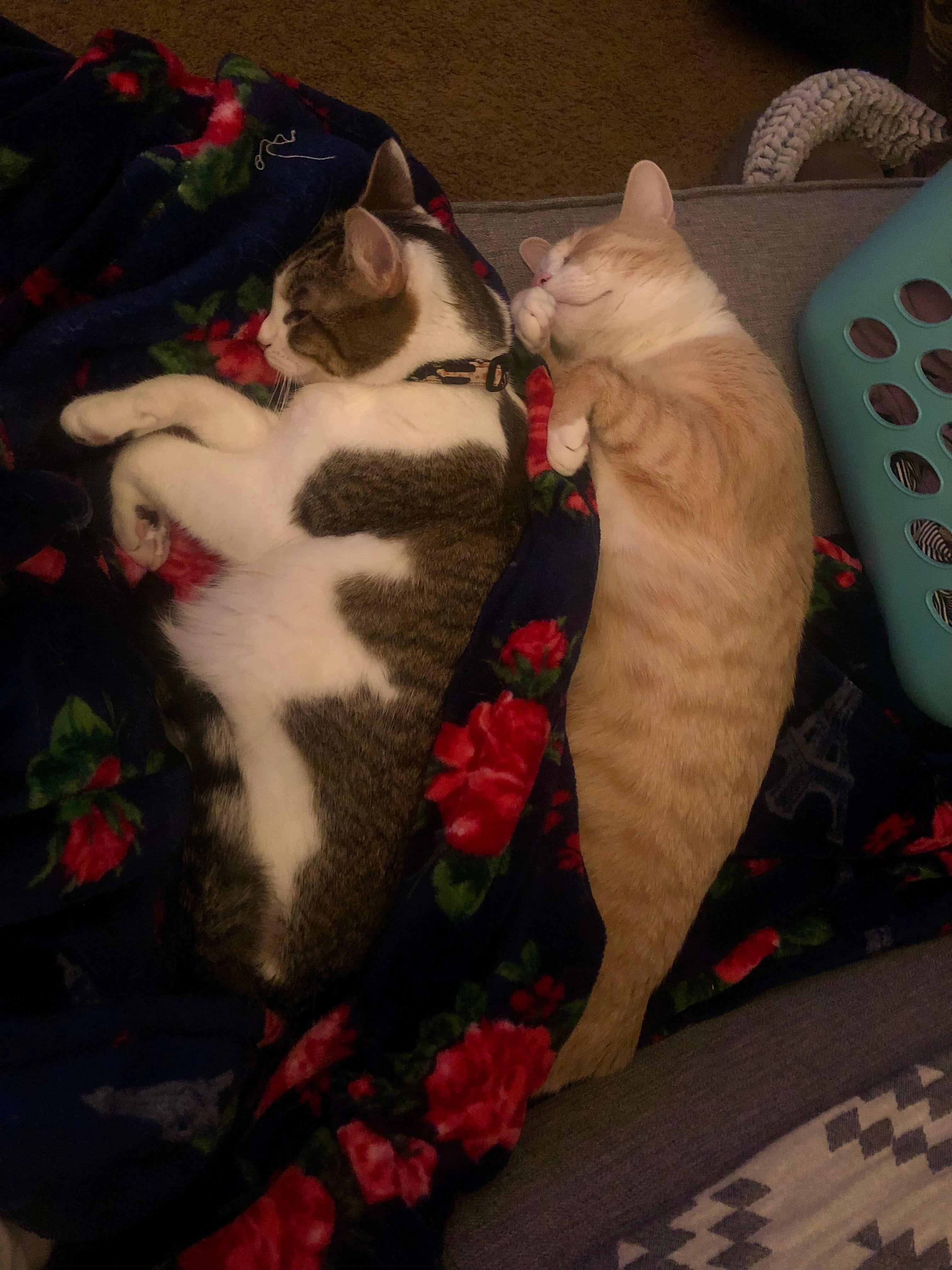 Nunu, Nacho