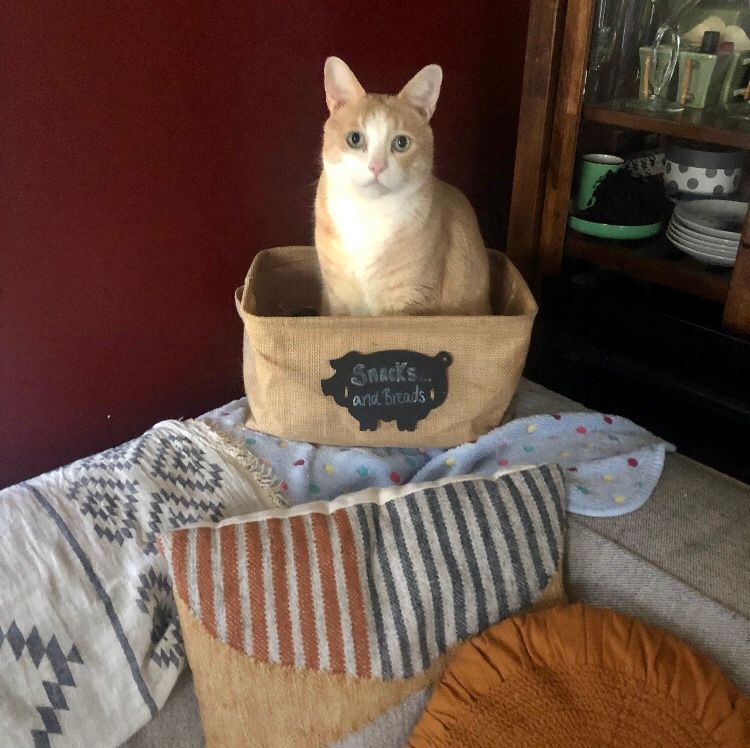 "I'm a snack" Nacho